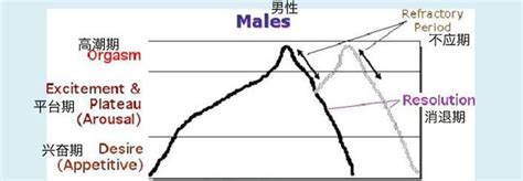 不應期|人類性反應周期